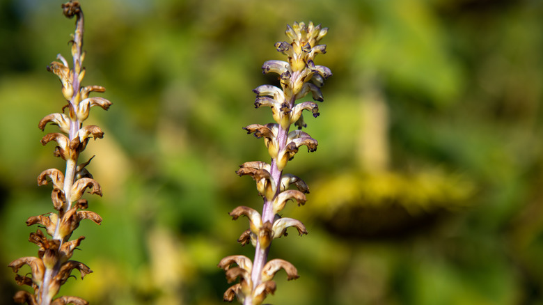 Sunflower broomrape spends most of its life underground but sends up these flowered stalks