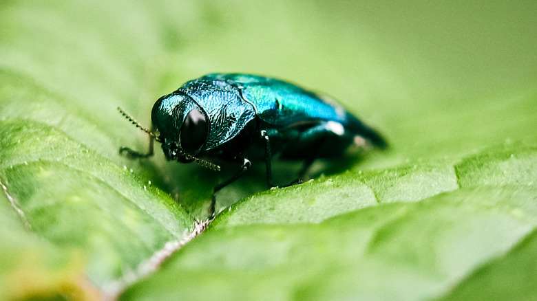 Closeup of a shiny green emerald ash borer beetle on a green leaf.