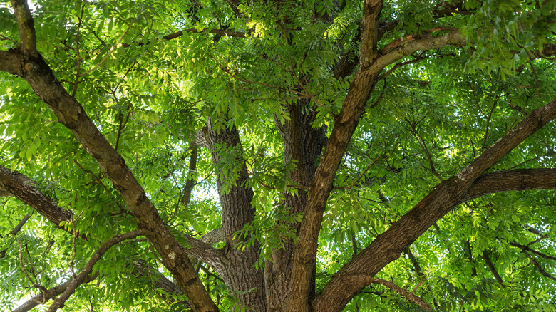 Trunk and branches of ash tree covered in green leaves