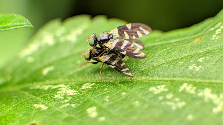 Two European cherry fruit flies mating.