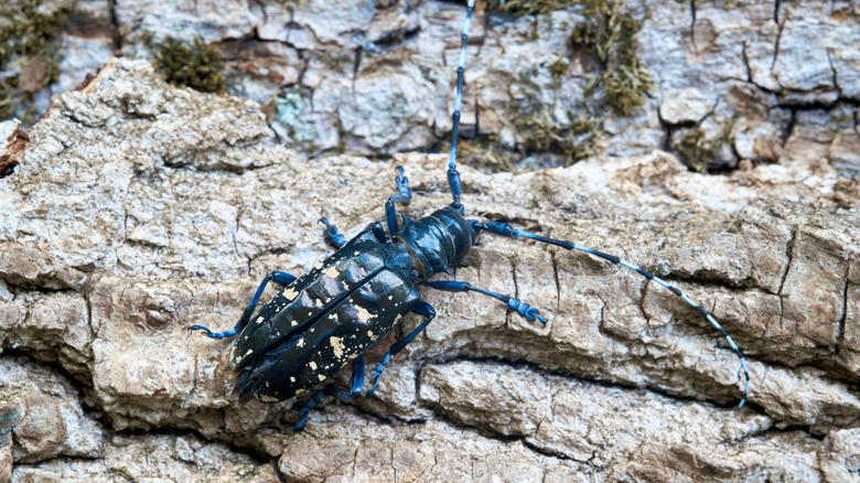 The Asian longhorned beetle on a tree.