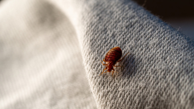 A close up of a bed bug on a linen.