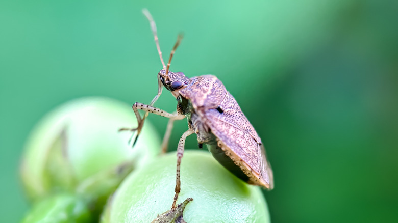 The brown marmorated stink bug on a berry.