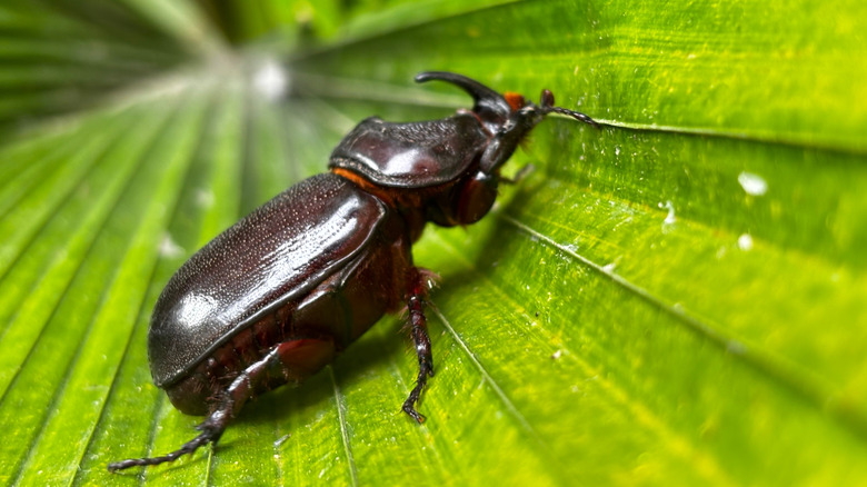 The coconut rhinoceros beetle on a palm leaf.