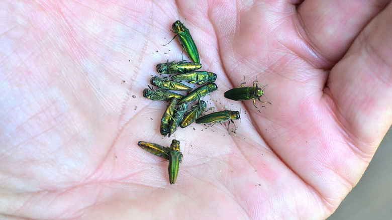 A hand holding emerald ash borer beetles.