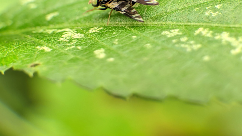 Two European cherry fruit flies mating.