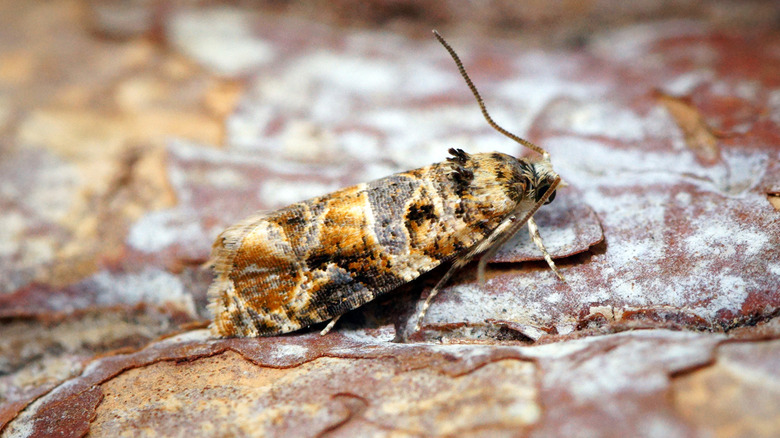 A European grapevine moth against a white background.