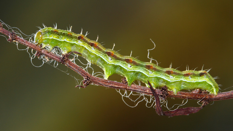 An Old World bollworm caterpillar on a twig.