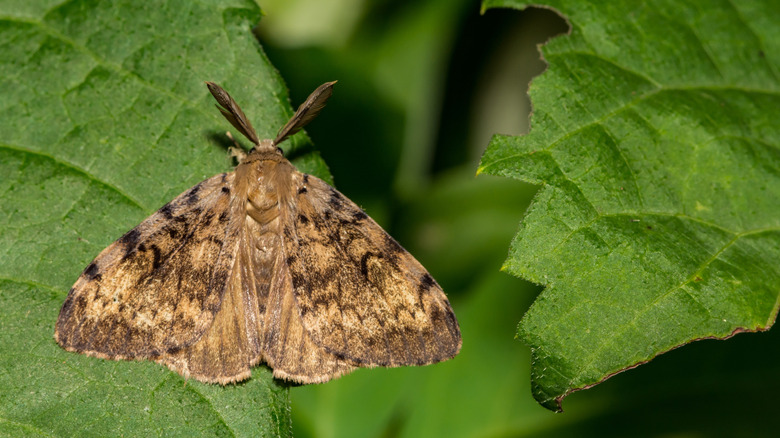 A brown spongy moth on a leaf.
