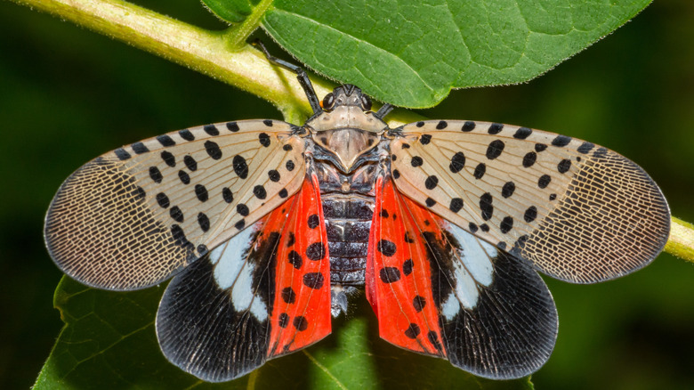 A spotted lanternfly extending its spotted wings.