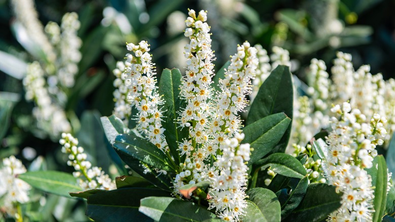 White flowers of cherry laurel