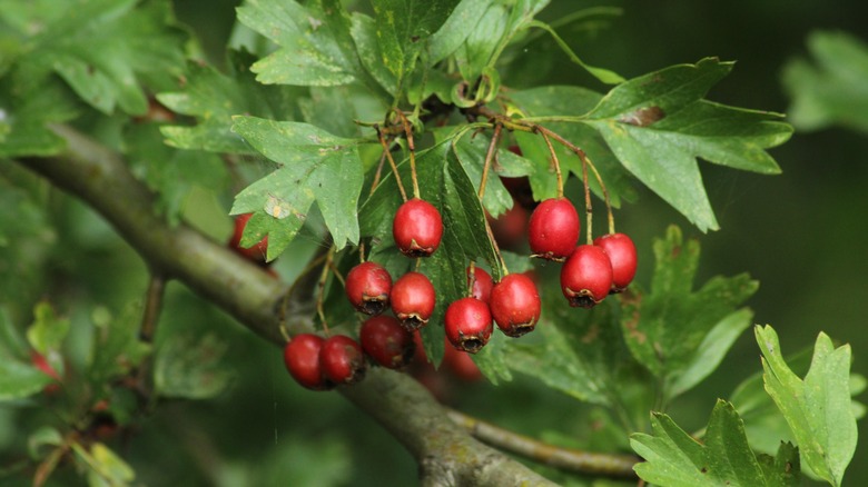Red berries of common hawthorn