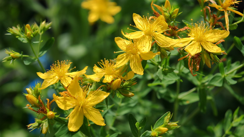 Yellow flowers of common St. John's wort