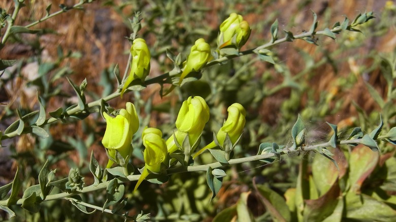 Yellow blooms of dalmatian toadflax