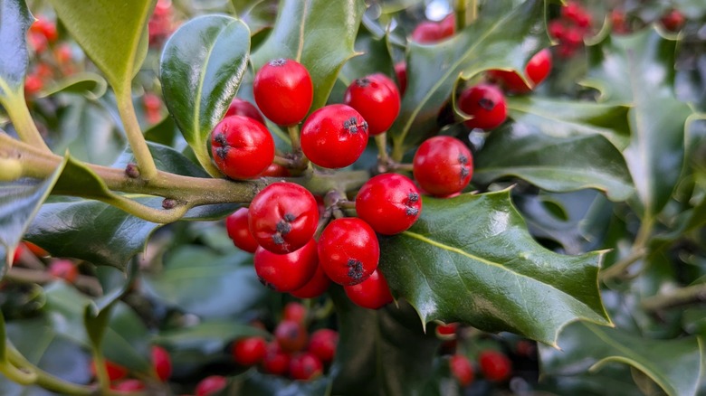 Ripe red berries with English holly