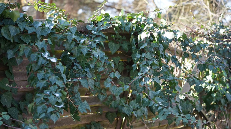 English ivy leaves climbing over a fence