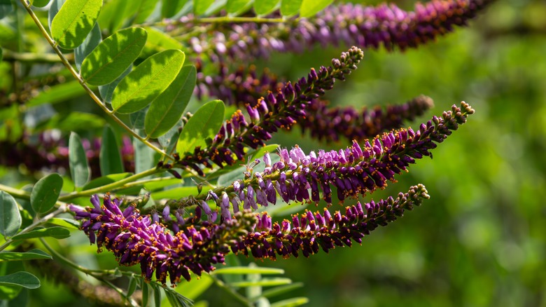 Purple flowers of false indigo