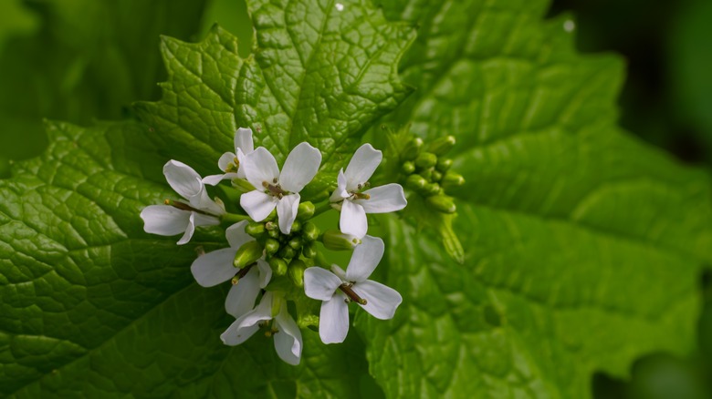 White garlic mustard flowers amongst large green leaves