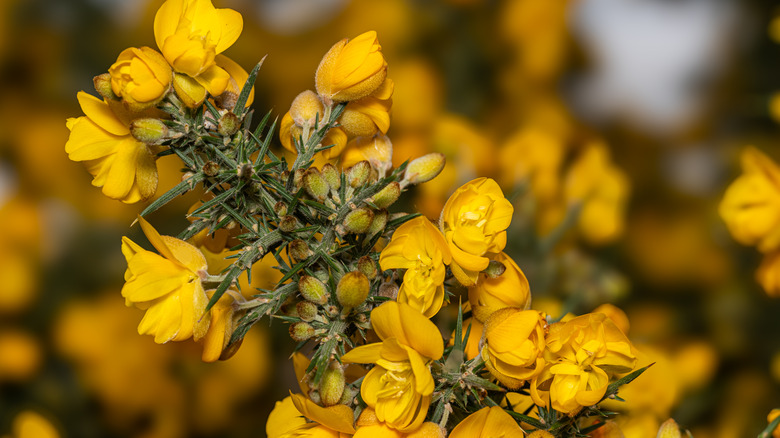Yellow flowers of gorse in bloom