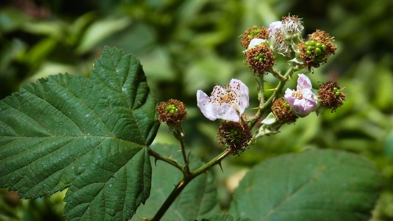 Himalayan blackberry with flowers