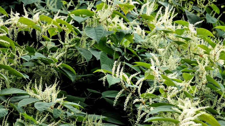 Japanese knotweed's slim white flowers