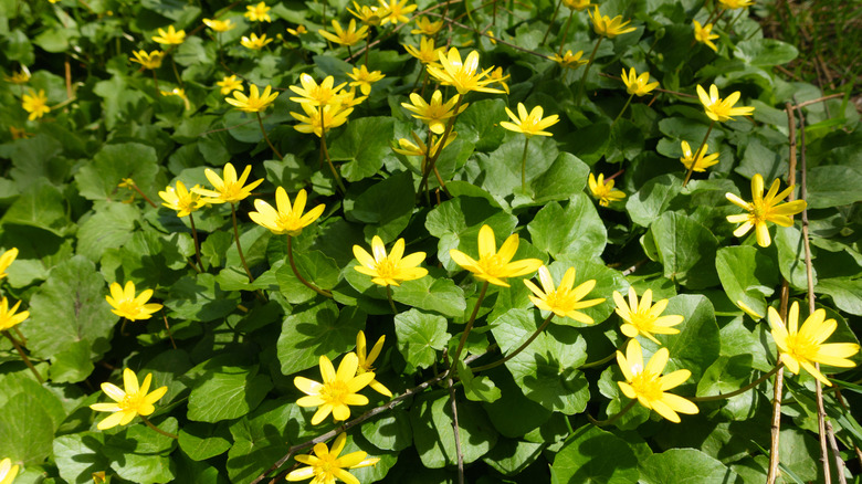 Yellow flowers of lesser celandine