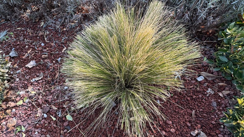 Mexican feathergrass growing in yard