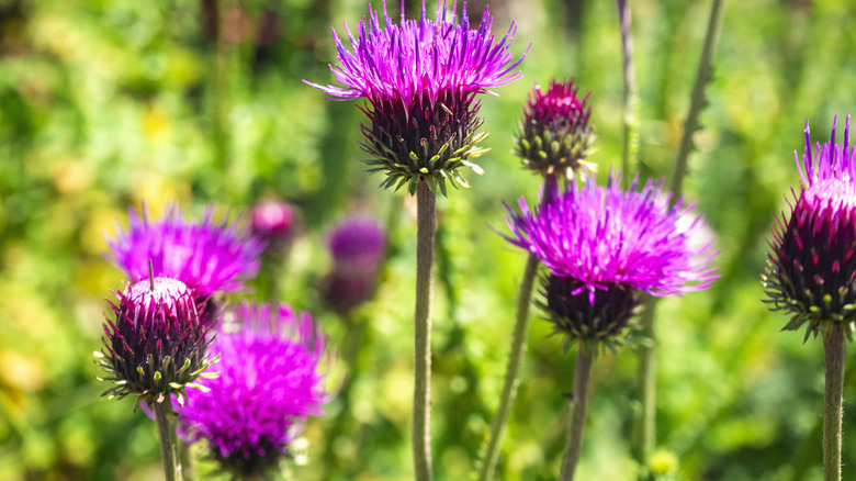 Pink flowers of milk thistle