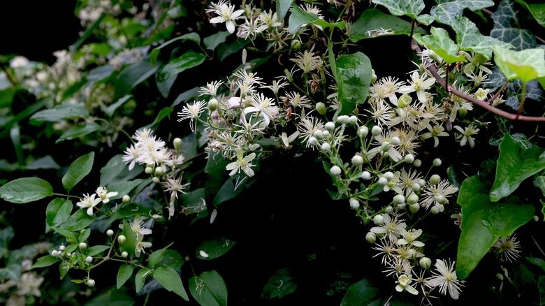 White flowers of old man's beard