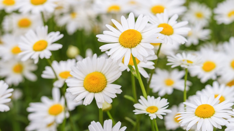 Blooming white flowers of oxeye daisy