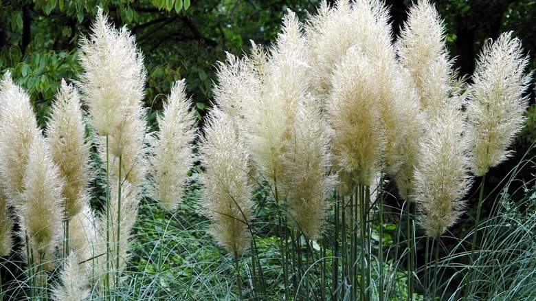 White pampas grass growing in yard