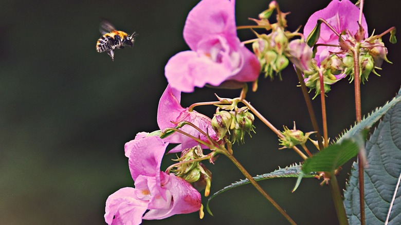 A bee hovering near flowers of policeman's helmet