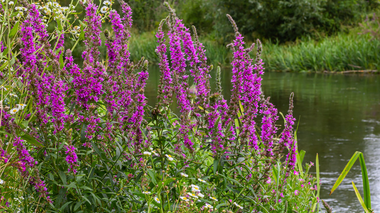 Purple loosestrife in bloom in garden beside lake