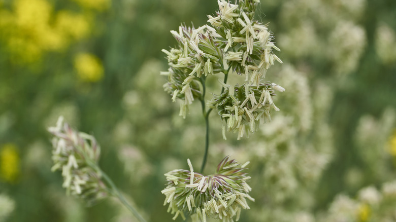 Blooming flowers of reed canary grass
