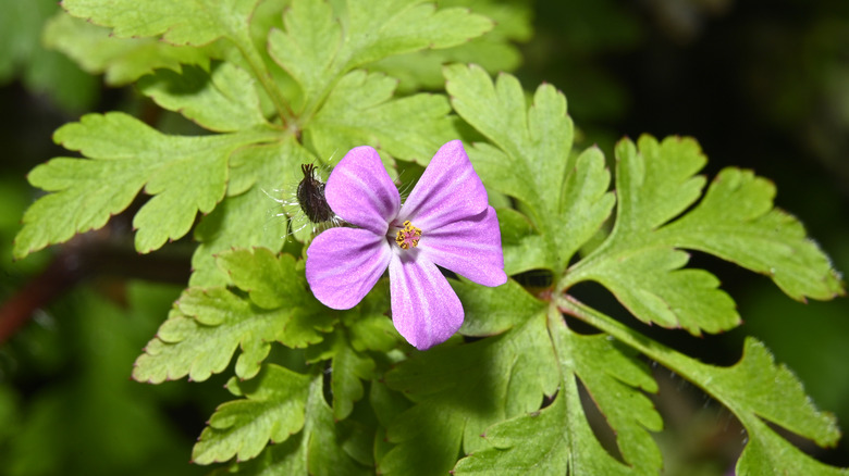A pink Robert geranium flowers amongst green leaves