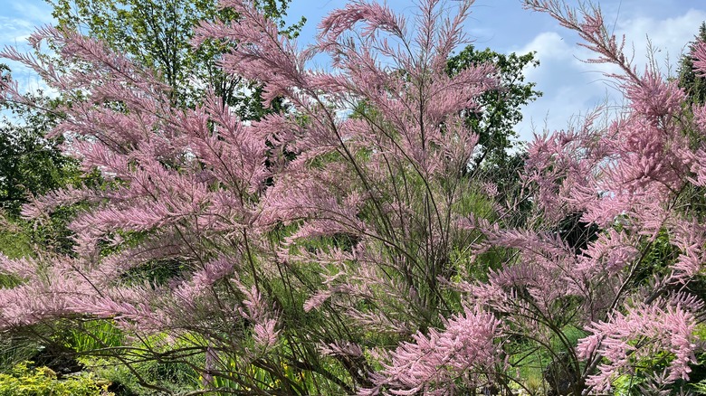 Pink flowers of saltcedar