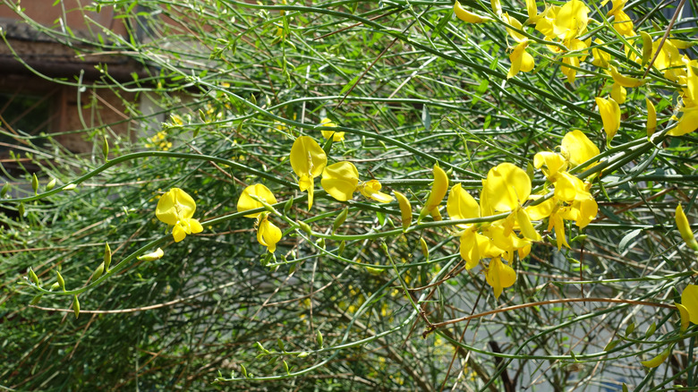 Yellow flowers of Spanish broom