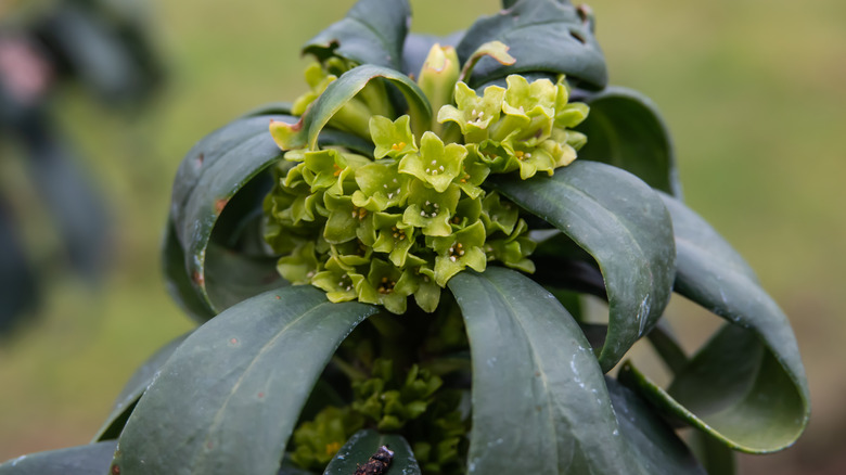 Small green spurge laurel flowers in bloom