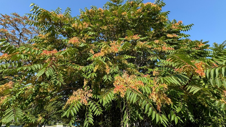 A mature tree-of-heaven with flowers