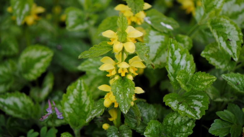 Yellow archangel flowers in bloom
