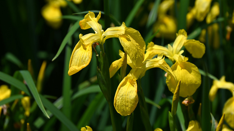 Yellow flag iris' flowers
