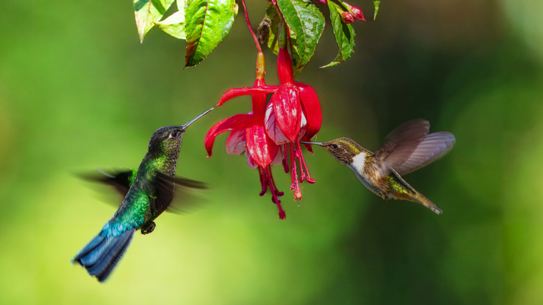 Close up of two hummingbirds at a bright red flower