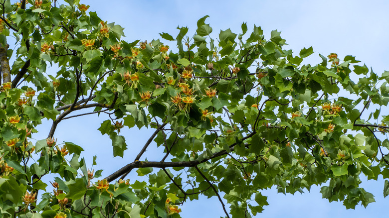 Tulip tree branches with flowers in bloom against a blue sky