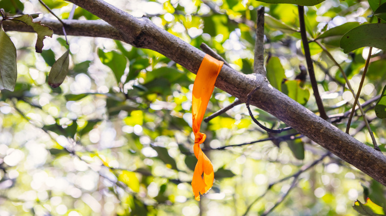 Orange ribbon hanging from a tree branch
