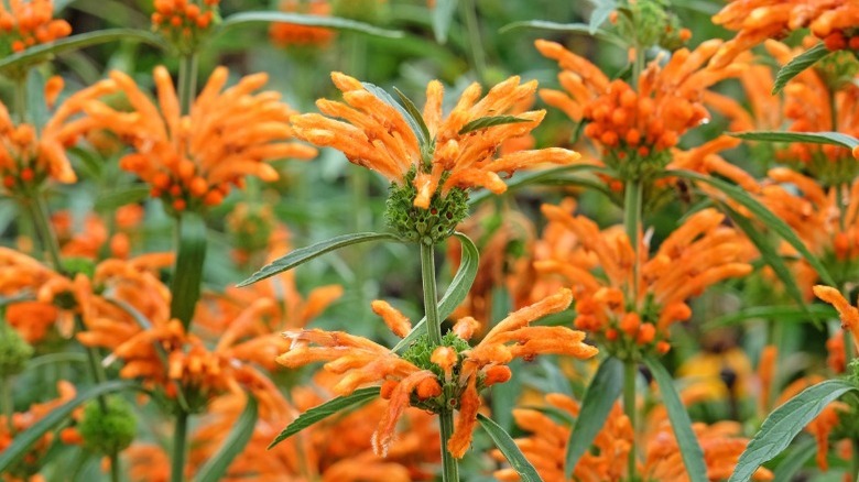 A mass planting of orange lion's ear