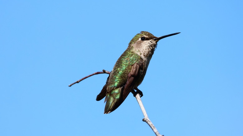 A hummingbird perched on a branch