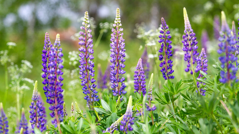 Blue lupine flowers growing in a meadow