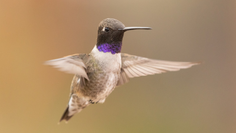 Black chinned hummingbird in mid-flight