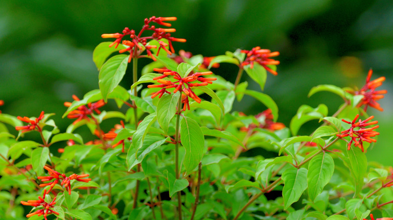 firebush shrub