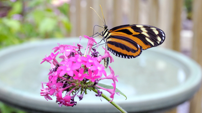 Butterfly on pink flower in garden